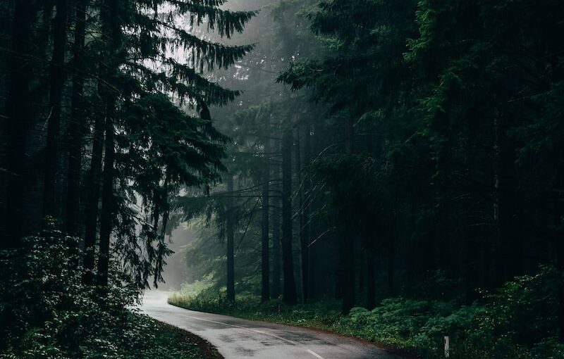 green leafed trees during daytime